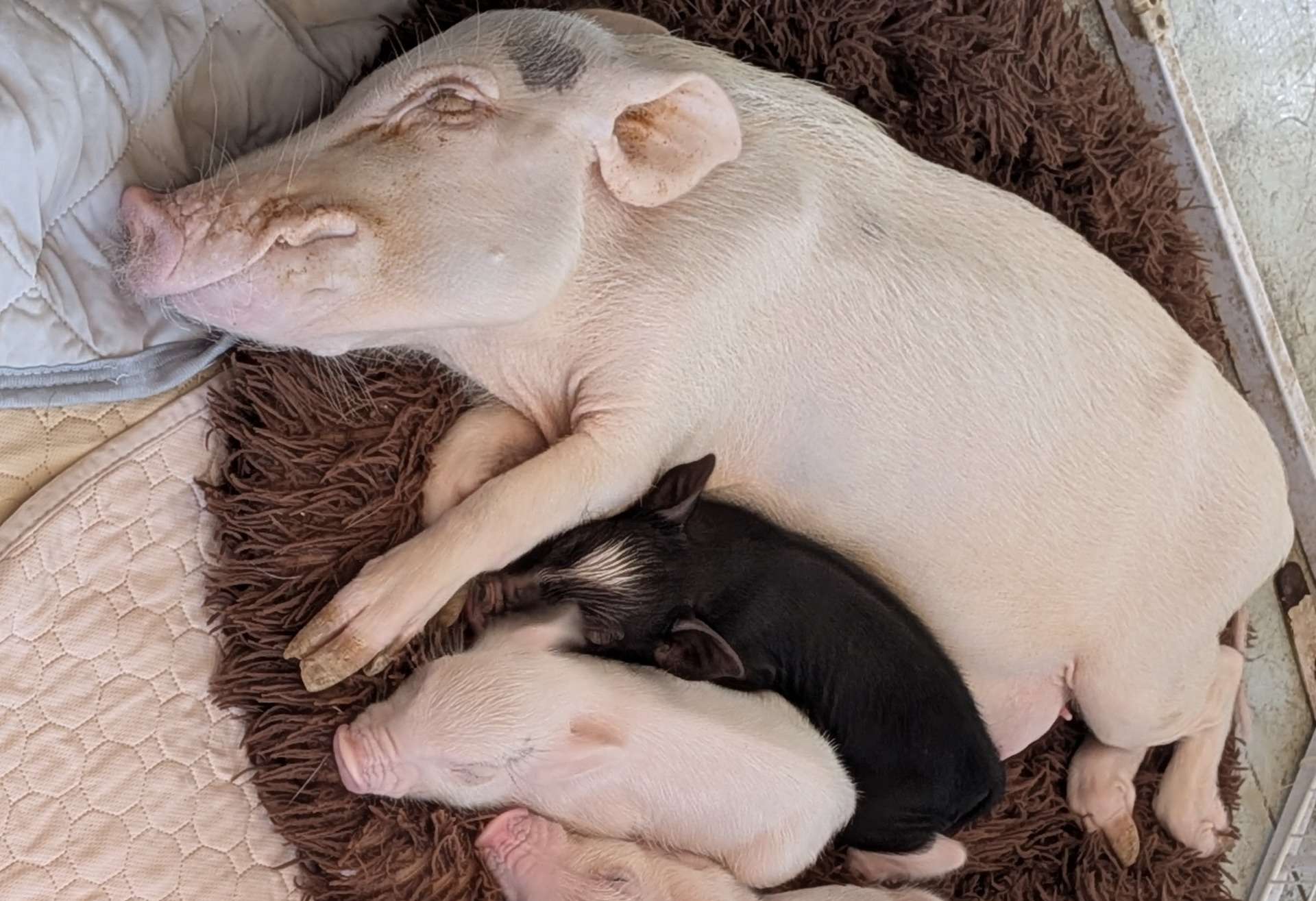 【Piglets】マイクロブタの大人の大きさ