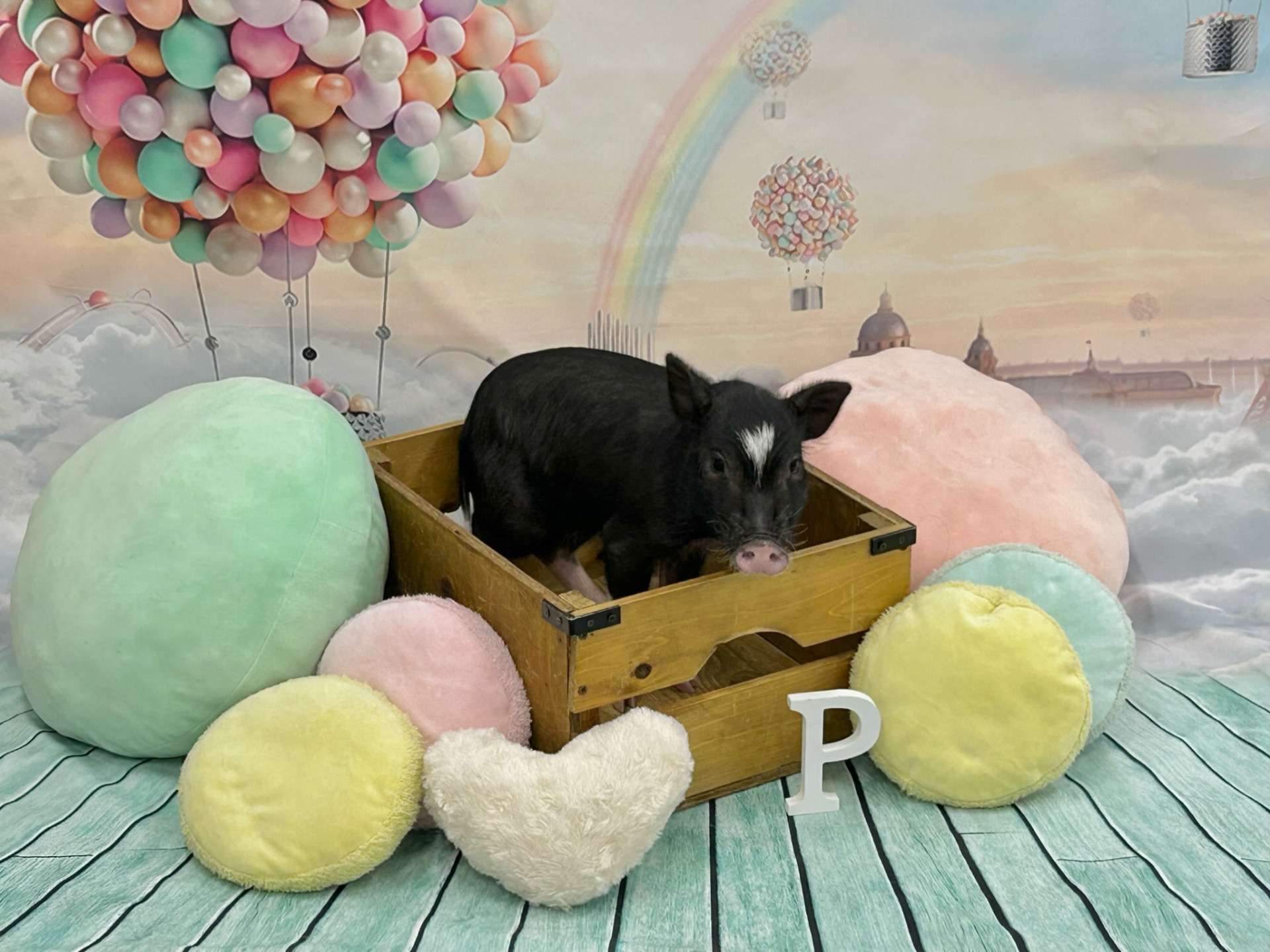 【スイーティーピッグス】マイクロブタカフェ千葉店のご案内