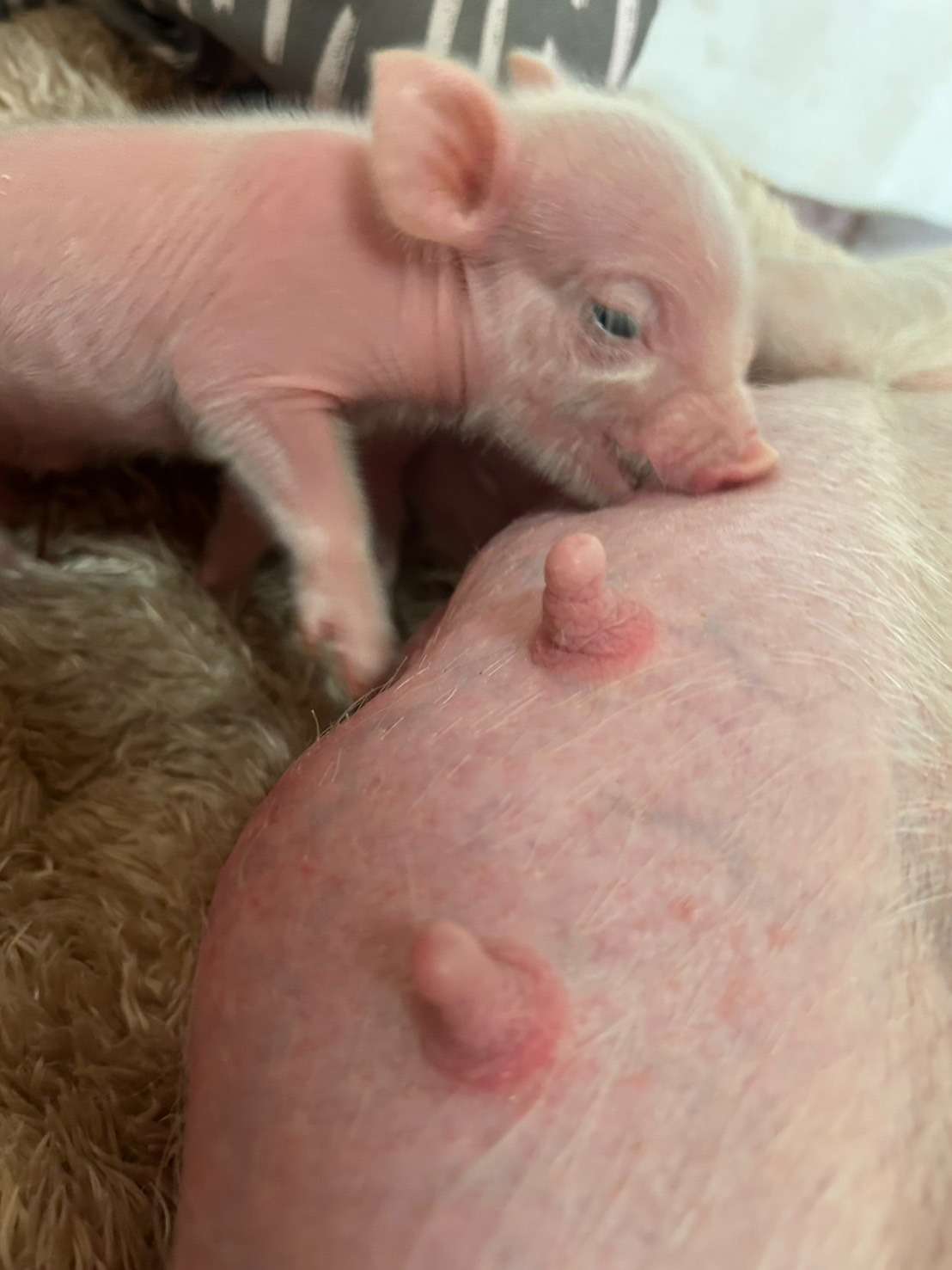 【ぶぶはぴ】祝開店＆出産。佐賀マイクロブタカフェ・販売