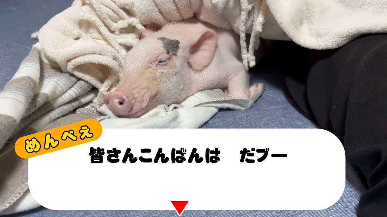 【Piglets】マイクロブタのめんべぇ