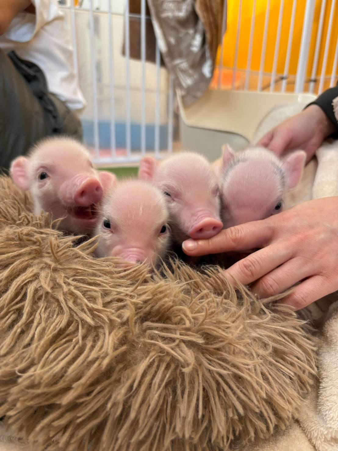 決まりました・2026年1月生まれの4姉妹