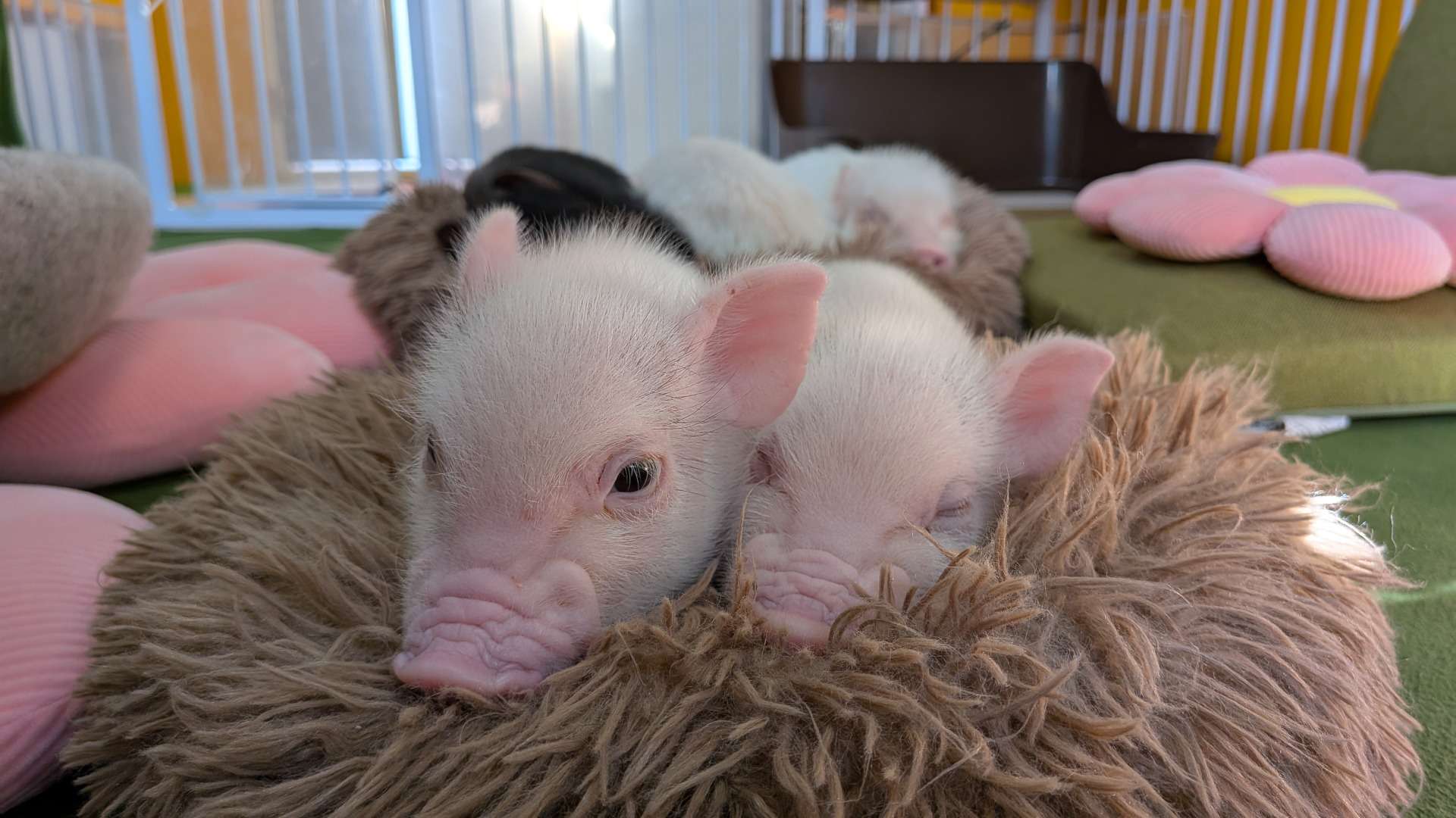 決まりました・2025年12月生まれの姉妹