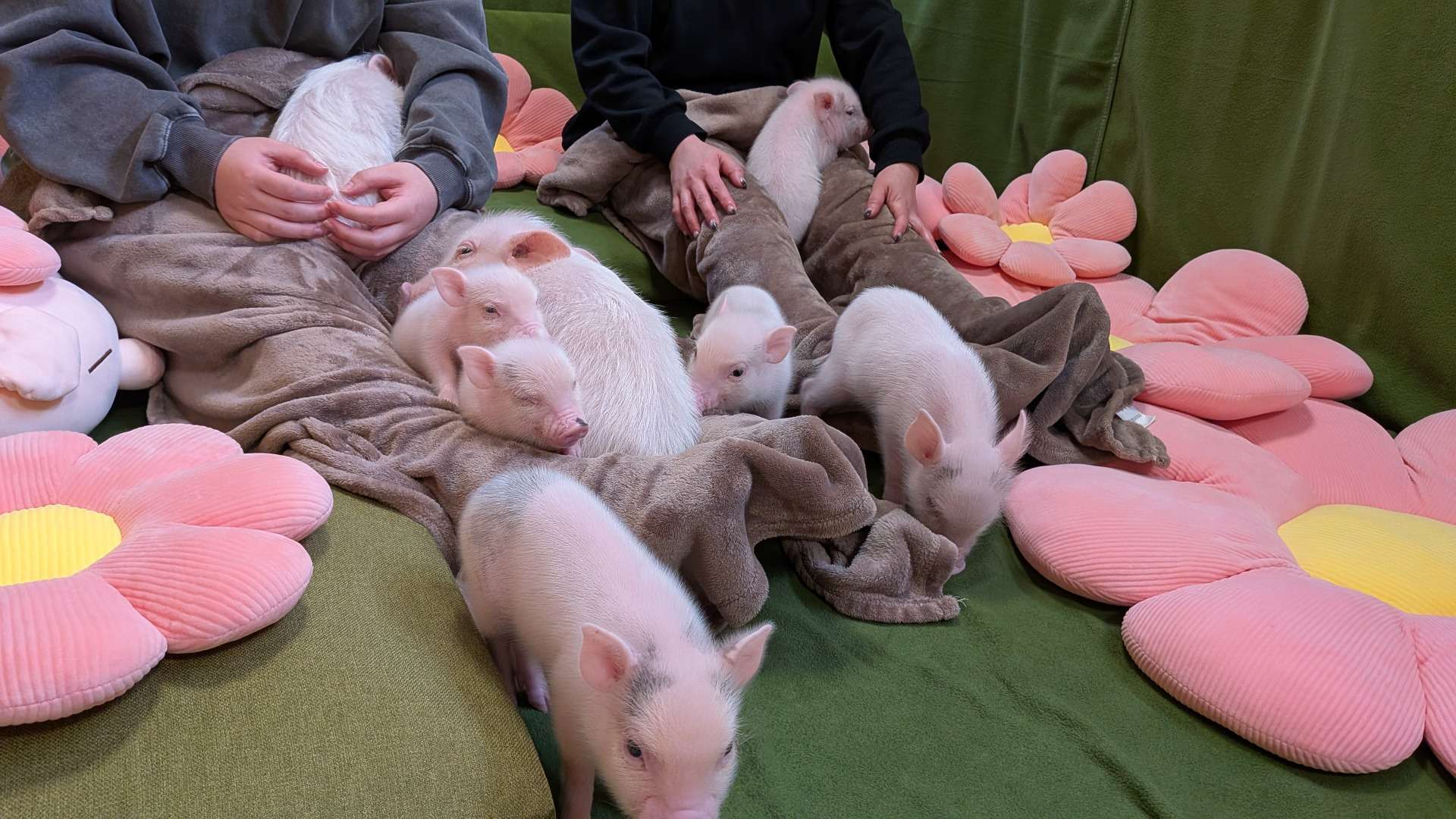 【Piglets】マイクロブタ販売