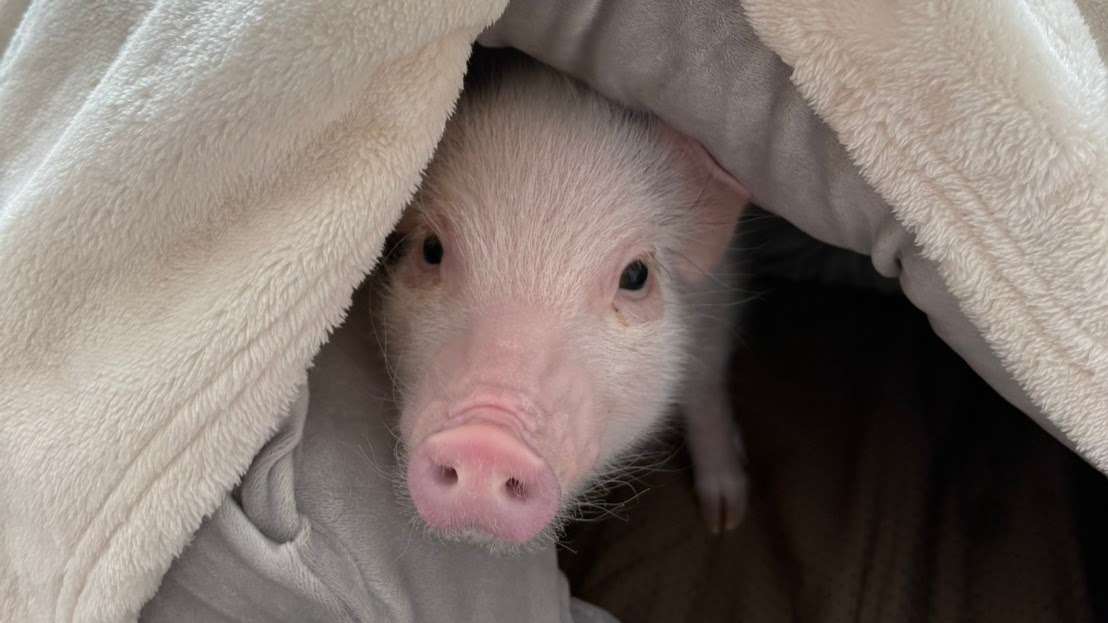【Piglets】マイクロブタの赤ちゃんを埼玉県にお届け