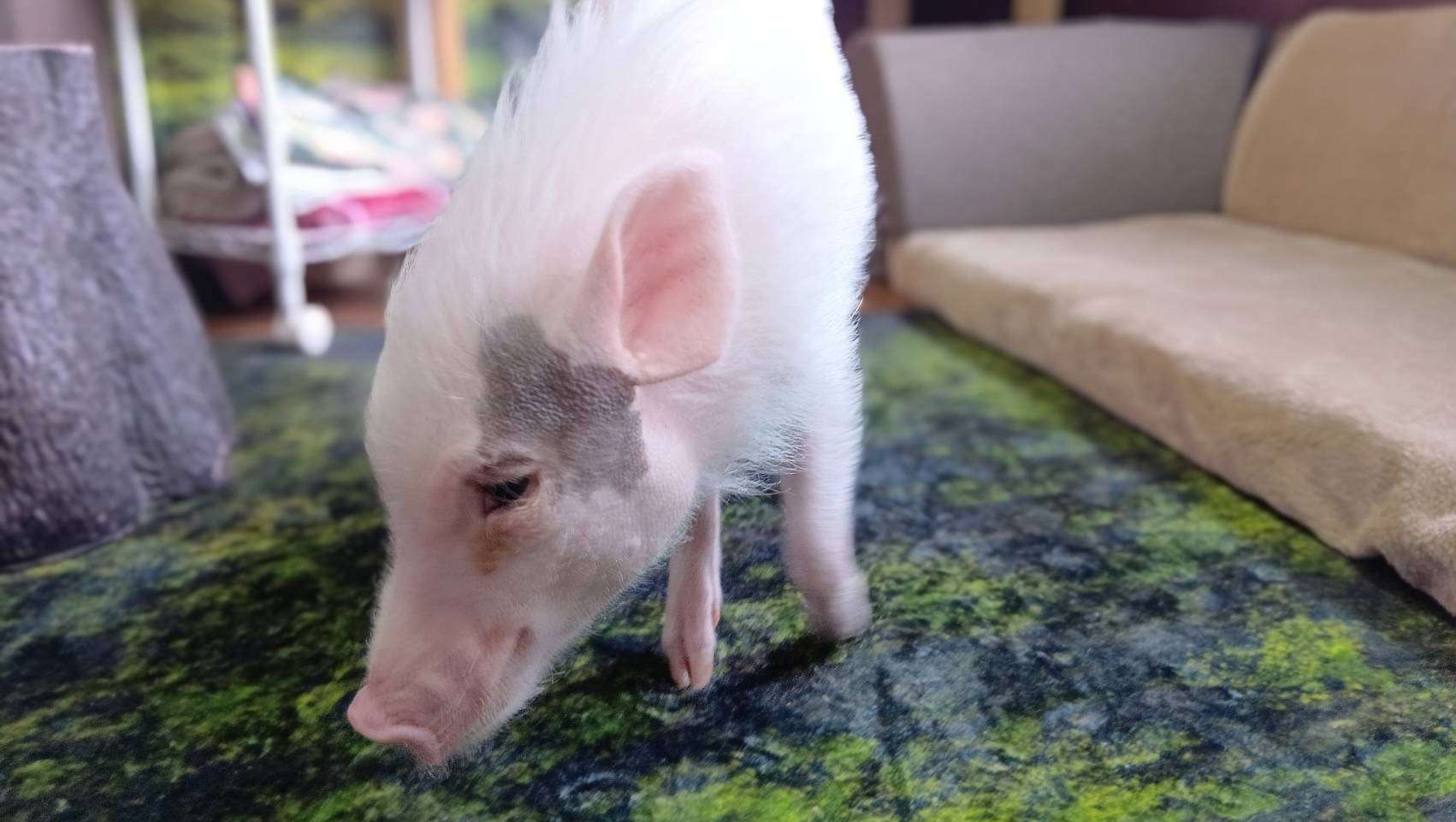 お迎え募集中・千葉店2025年6月19日生 いくらちゃん女の子