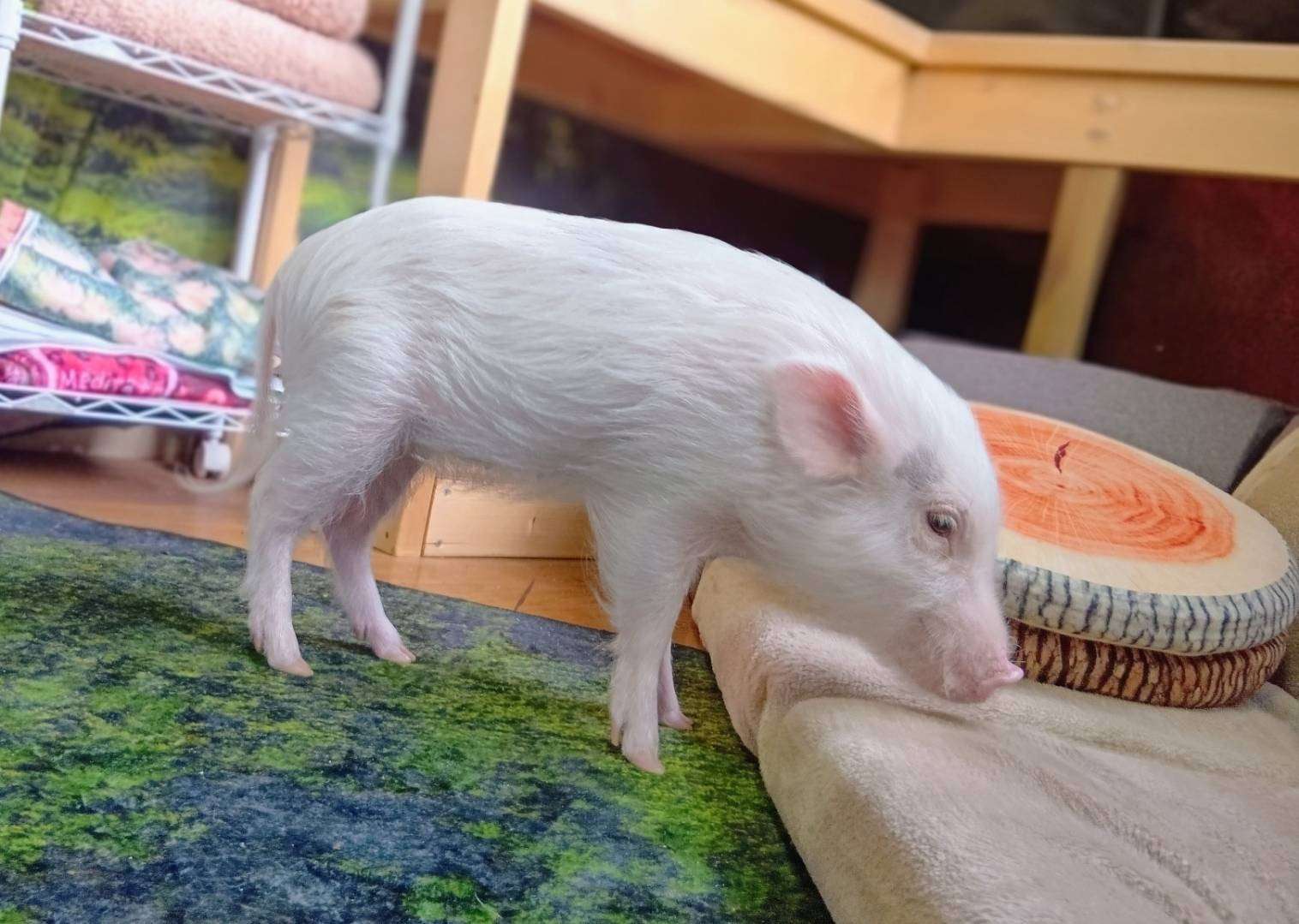 お迎え募集中・千葉店2025年6月19日生 しゃけちゃん女の子