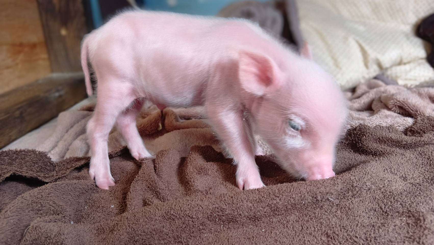 お迎え募集中・千葉店2026年3月21日生　白毛1番元気な女の子