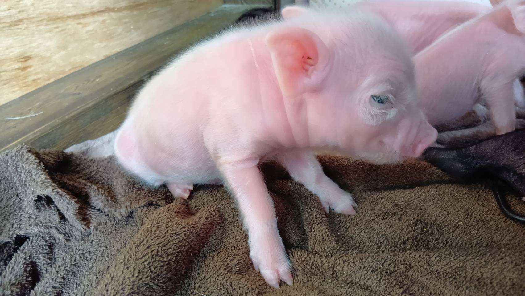 お迎え募集中・千葉店　2026年3月21日生　白毛男の子