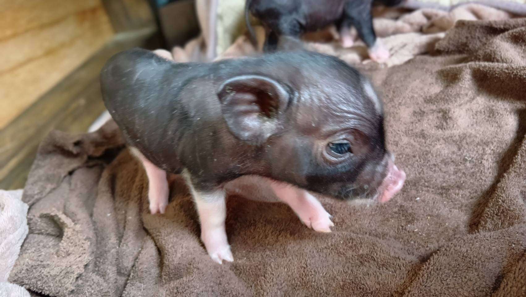 お迎え募集中・千葉店2026年3月21日生　黒毛男の子