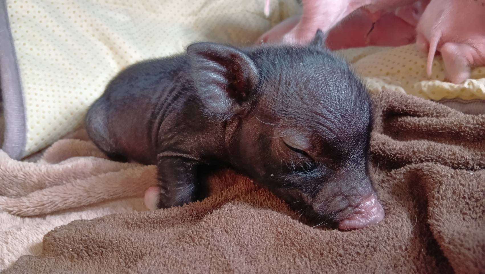 お迎え募集中・千葉店2026年3月21日生　黒毛女の子