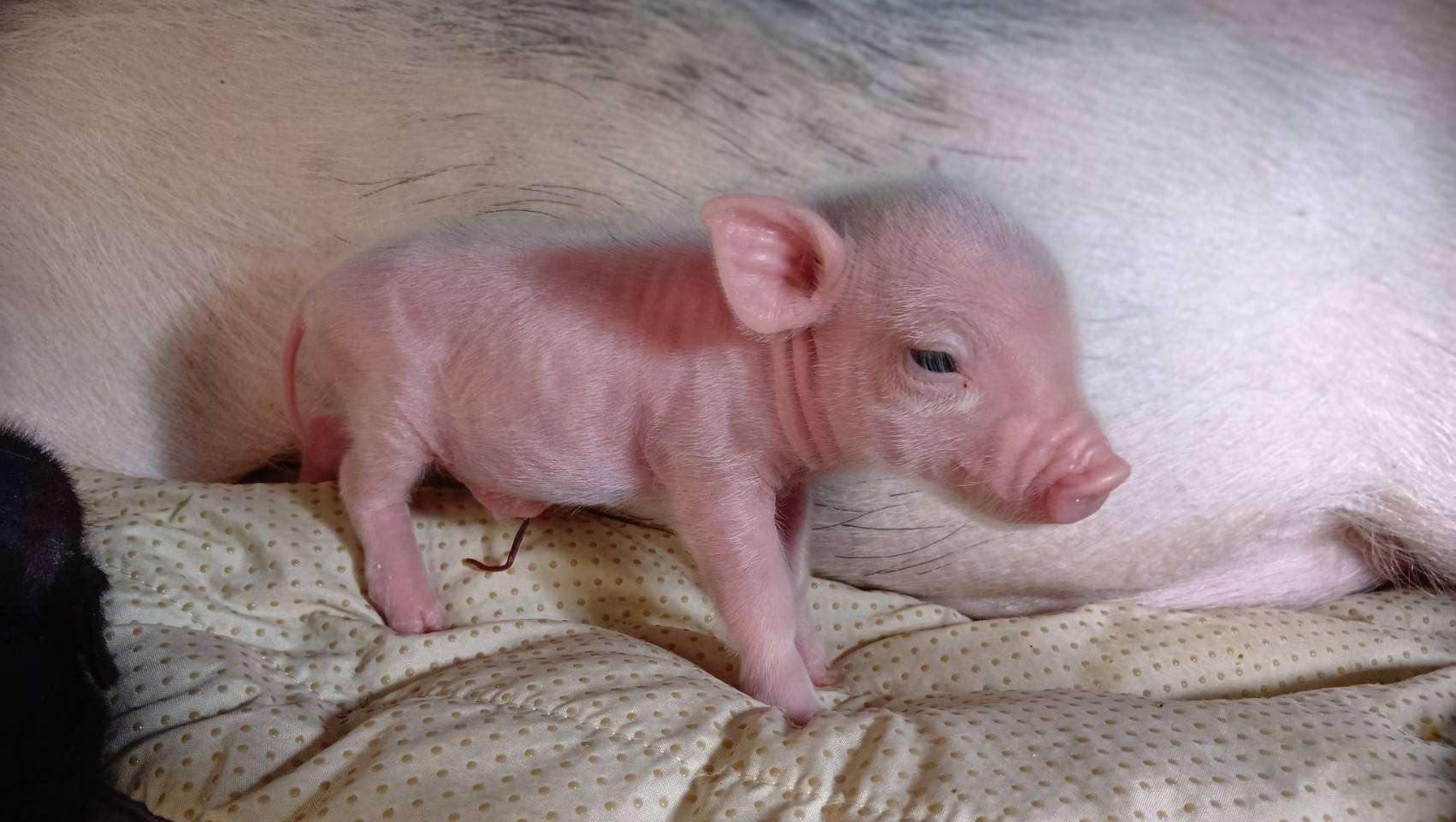 お迎え募集中・千葉店2026年3月21日生　白毛女の子