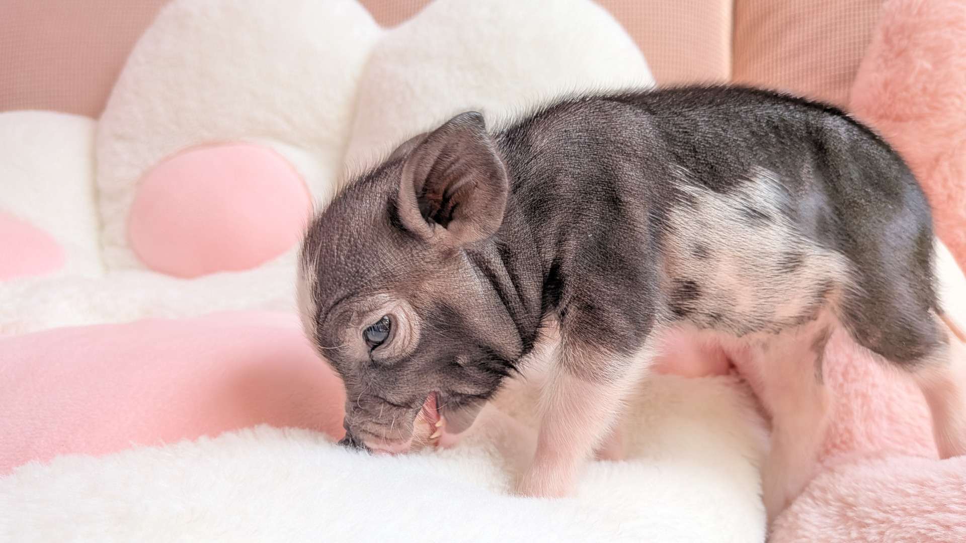 お迎え募集中・佐賀店2026年3月15日生　牛柄みるくちゃん