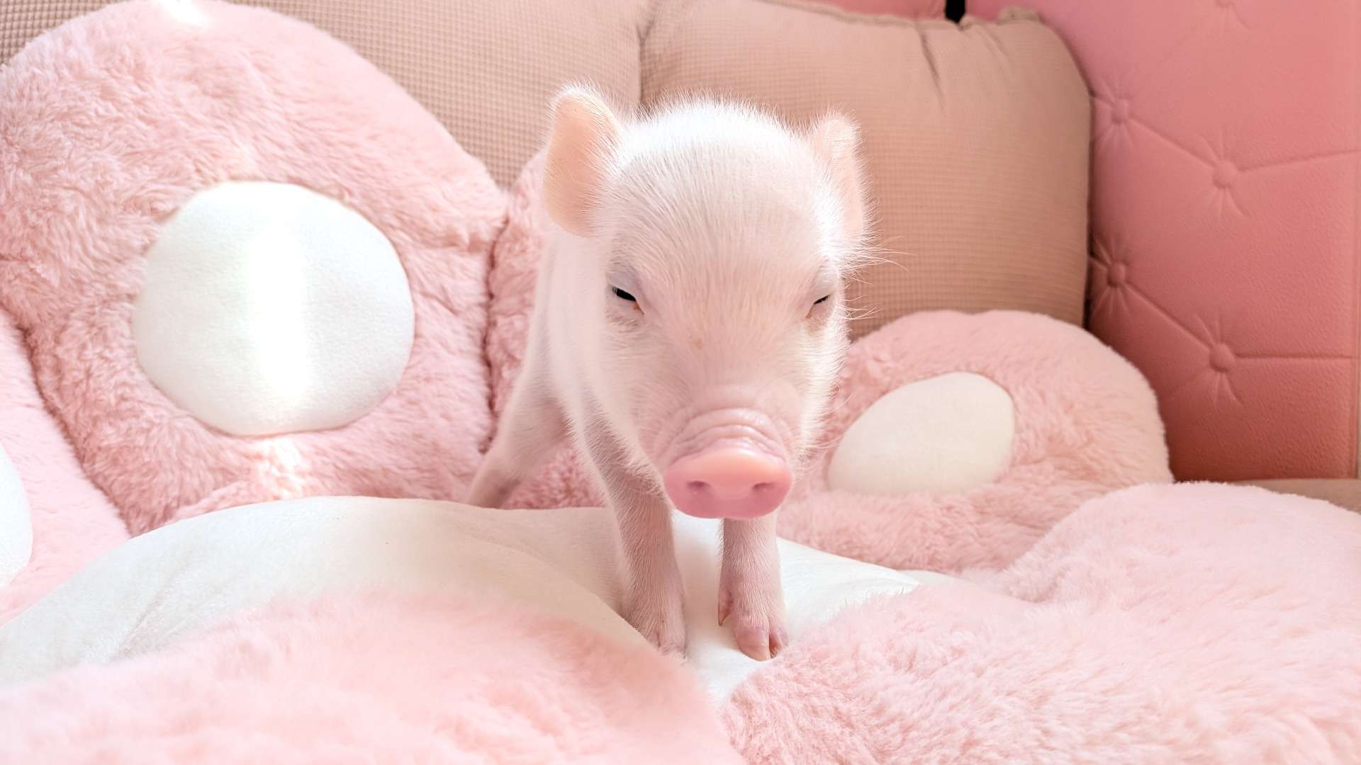 お迎え募集中・佐賀店2026年3月15日生　白毛のあずき君