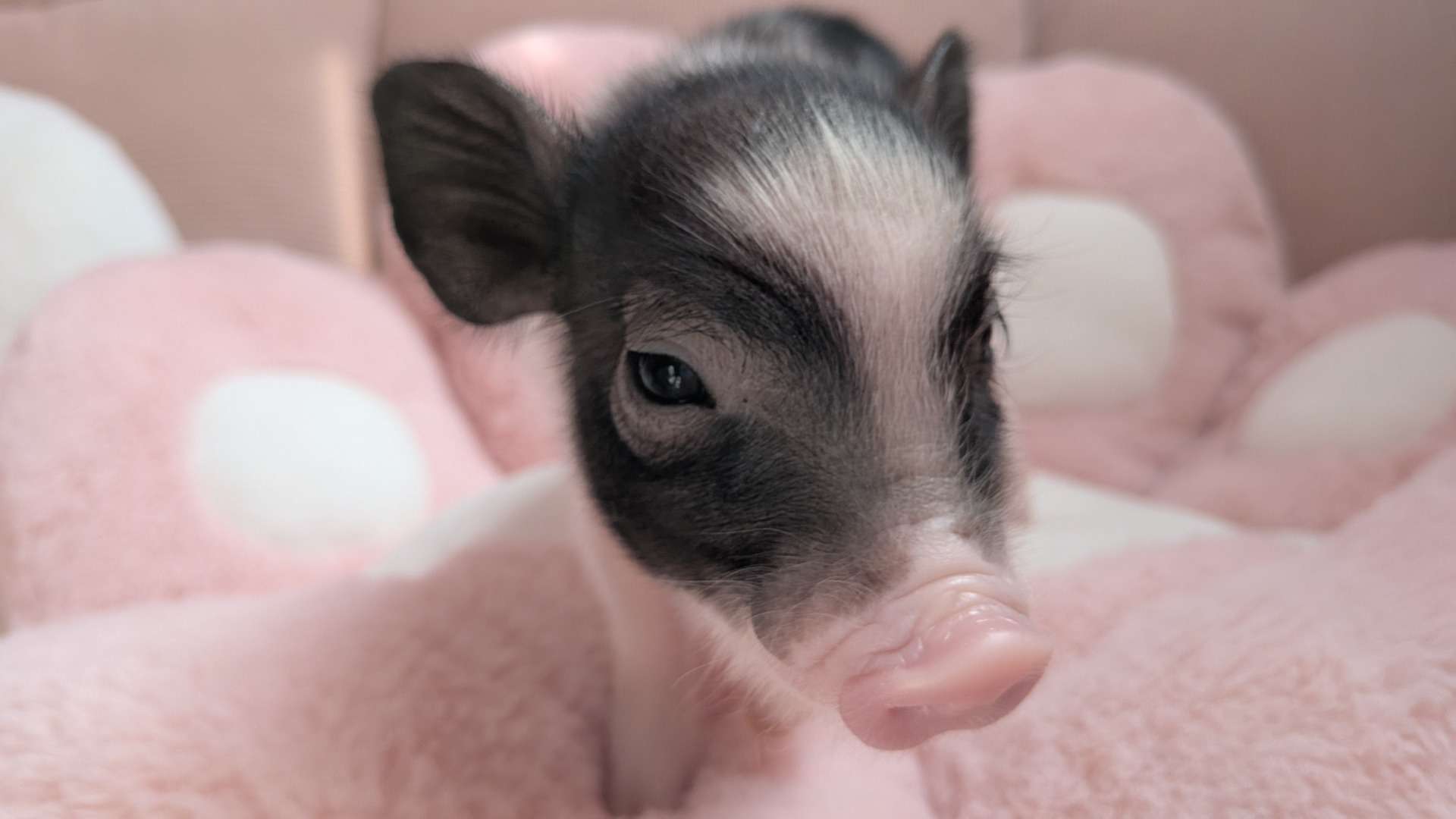 お迎え募集中・佐賀店2026年3月15日生　牛柄のももちゃん