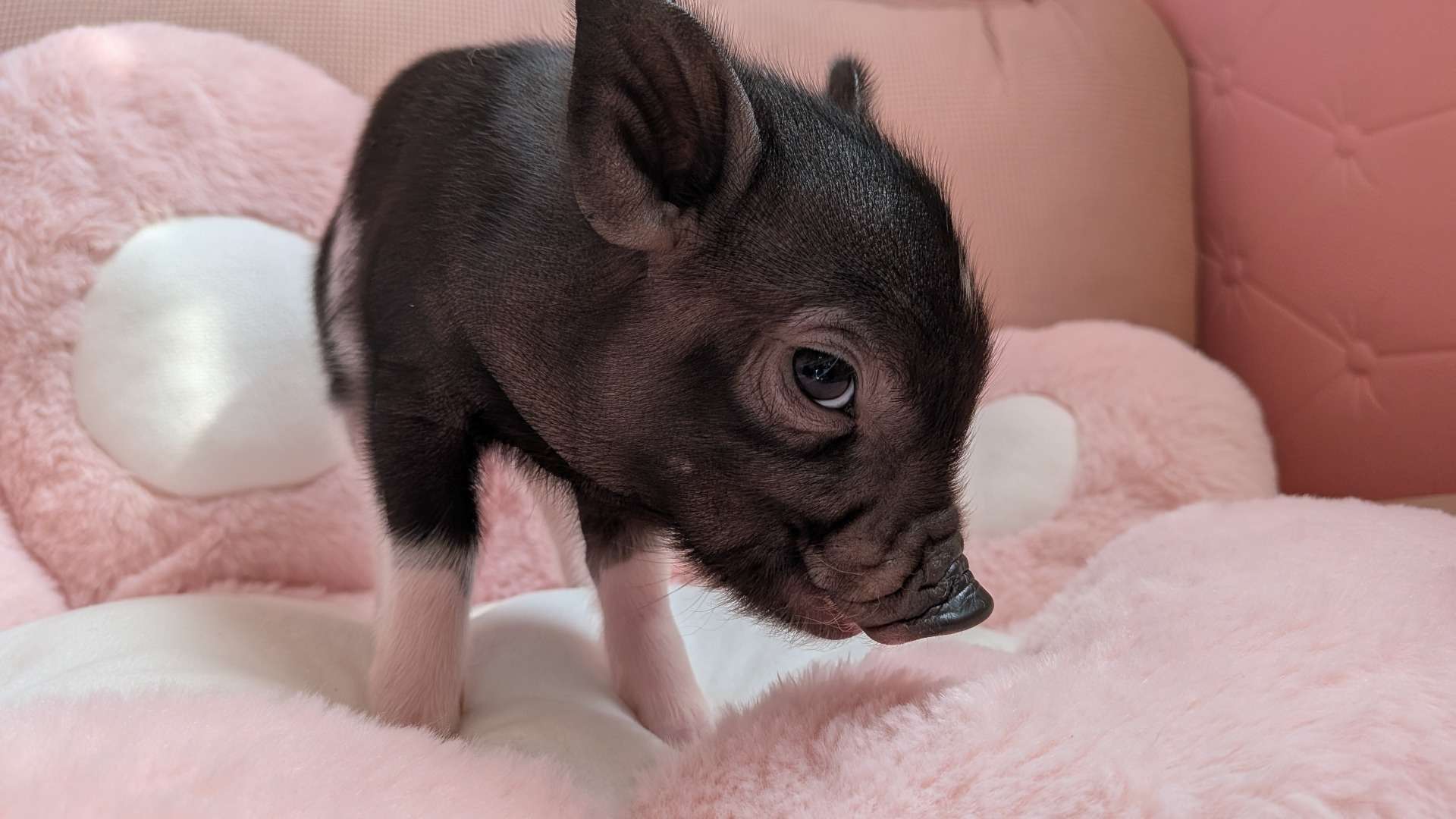 お迎え募集中・佐賀店2026年3月15日生　黒毛でちょっと牛柄のみかん君