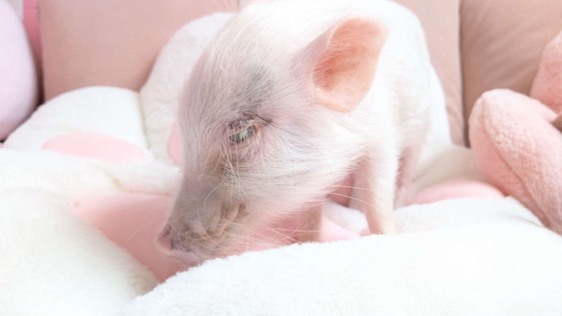 お迎え募集中・佐賀店2025年8月16日生　白毛のお兄さんライ君