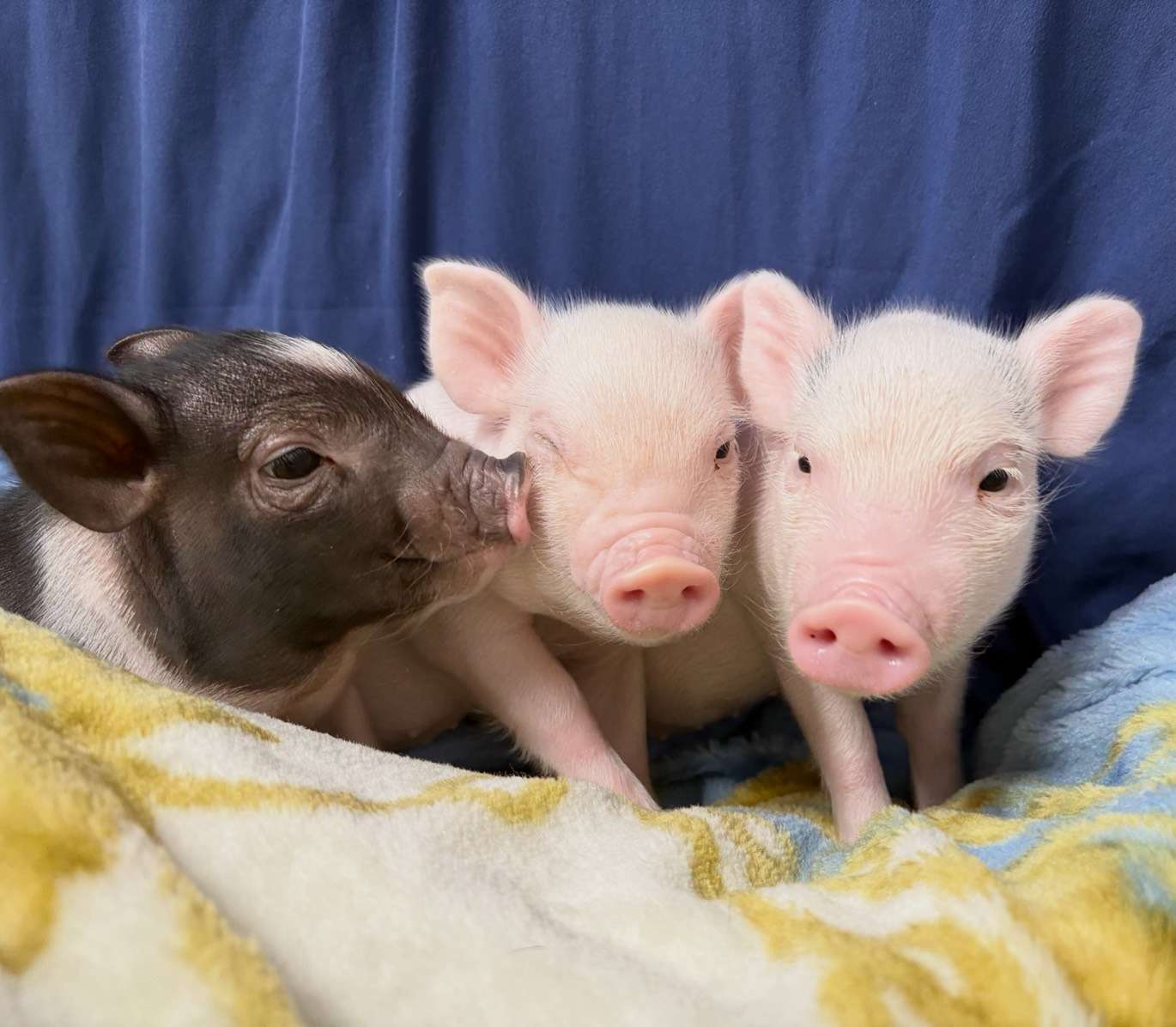お迎え募集中・愛知店2026年3月16日生れの３匹