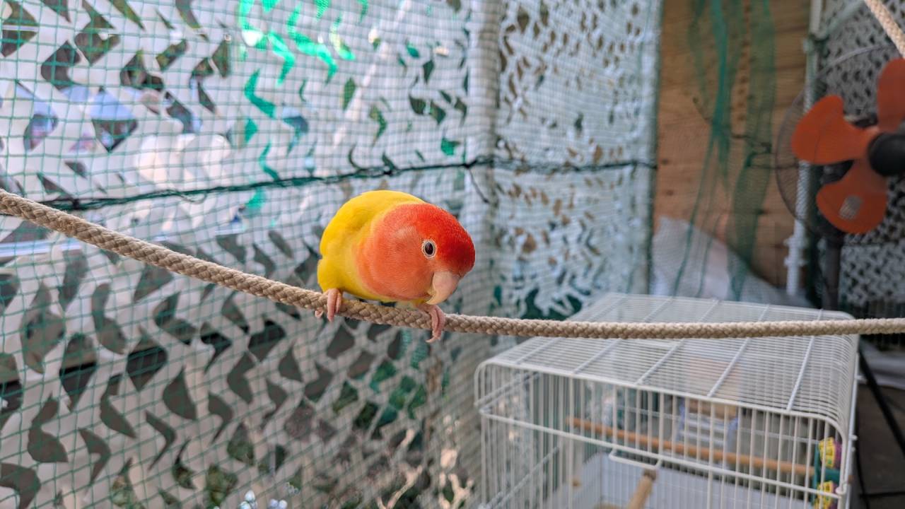 しまなみ海道伯方島観光スポットアニマルファームガーデン伯方の鳥の写真