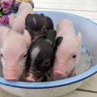 【Piglets】僕がマイクロブタを飼って後悔したこと