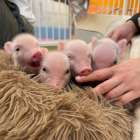 【Piglets cafe】11月29日に福岡県北九州市の黒崎にてマイクイロブタカフェ開催予定