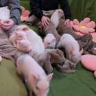 【Piglets】マイクロブタ販売