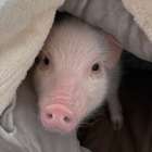 【Piglets】マイクロブタの赤ちゃんを埼玉県にお届け