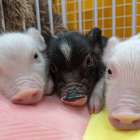 【Piglets】マイクロブタはどうして飼うのが大変なのか？